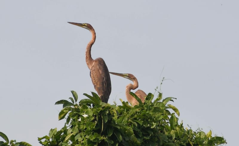 ムラサキサギの幼鳥、樹上で羽を休める　宮古島での観察はまれ　沖縄県の絶滅危惧種