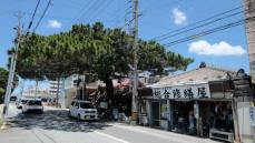 見よ！この見事な枝ぶりを　宜野湾市普天間にある修繕屋の松の木　店主「毎日元気もらえる」