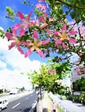 秋空に映える花、鮮やか　きょう10月23日は二十四節気の一つ「霜降」