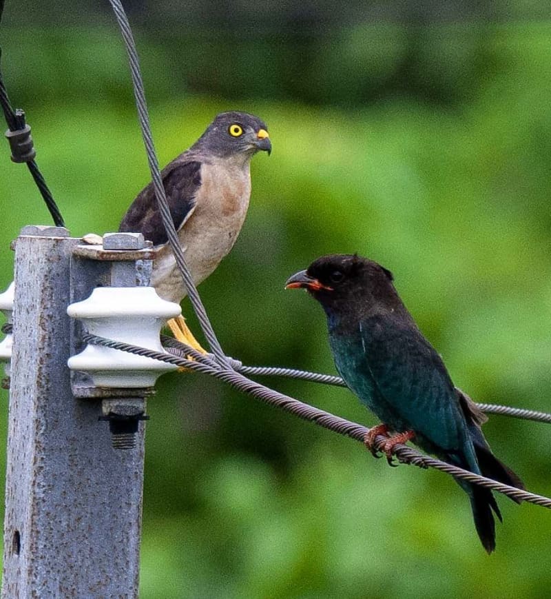 「お隣いいですか？」「どうぞどうぞ」と聞こえてきそう　猛禽類と珍鳥が電線で並ぶ　沖縄・石垣市