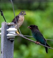 「お隣いいですか？」「どうぞどうぞ」と聞こえてきそう　猛禽類と珍鳥が電線で並ぶ　沖縄・石垣市