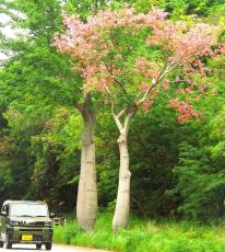 沖縄では「南米ざくら」との呼び名も　トックリキワタ、ピンクの花咲かせる　名護市の国道沿い