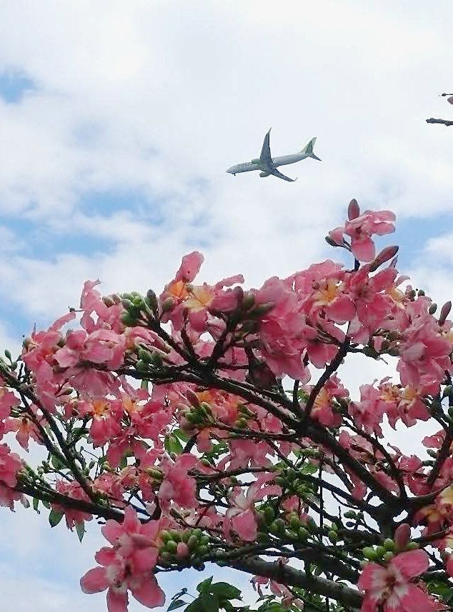 「南国風情たっぷり」冬の花が咲き乱れ　枝先全面がピンク色　沖縄・新石垣空港近く