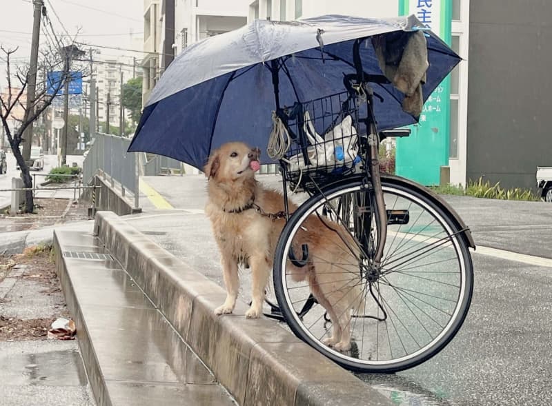 ［沖縄days］「ワンのご主人様、まだかなぁ～」