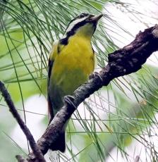 「八重山では初めてでは」 石垣島に迷鳥キバラガラ飛来　福岡県から旅行で訪れていた愛鳥家が撮影