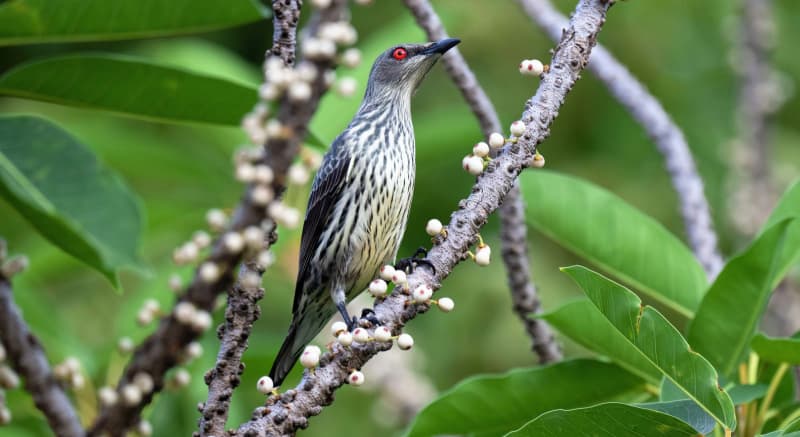 「すごいことになった」珍鳥の群れ、沖縄・石垣島に飛来　11月15日に22羽確認