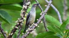 「すごいことになった」珍鳥の群れ、沖縄・石垣島に飛来　11月15日に22羽確認