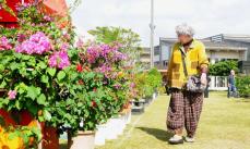 沖縄市でグリーンフェスタ　冬彩る花々に多肉植物や盆栽も　12月15日まで入場無料