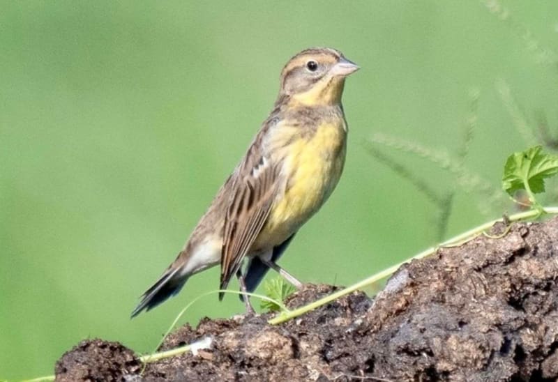 沖縄・石垣島に珍鳥、黄色い腹が特徴　撮影者「近年は観察記録が減少、絶滅心配」