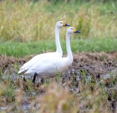 「見ると冬を感じる」 迷鳥2羽、沖縄・石垣市内で確認