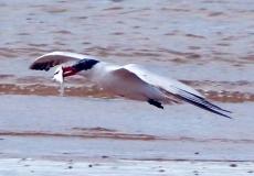 日本に飛来する最大級のアジサシ、石垣島に飛来　4度目のトライで魚をゲット