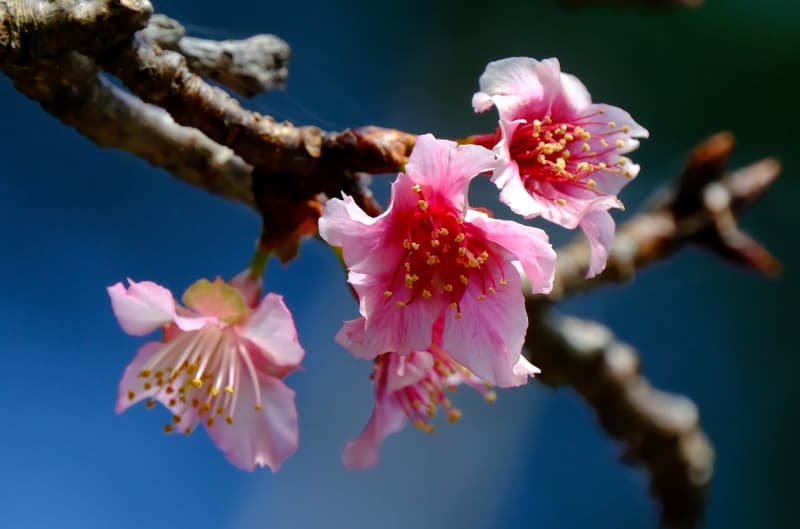 【速報】寒さ本番の沖縄で桜が開花　全国初、平年より11日早く　那覇市の末吉公園