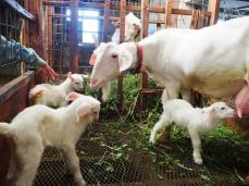 うるま市でヤギ三つ子誕生！　 飼育歴40年の照屋さん　跳び回る姿に「草刈りの疲れも吹っ飛ぶ」