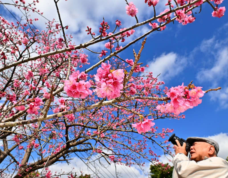 「出合えてラッキー」　沖縄の桜の名所・八重岳でヒカンザクラ咲き始め　青空に映える花、本土との違いは？