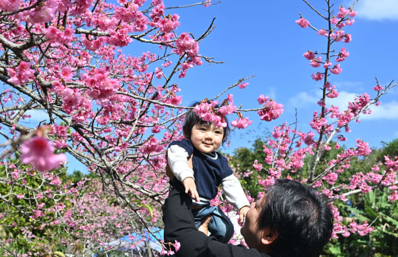 鮮やかな桜、春の訪れを告げる　沖縄・本部町で「もとぶ八重岳桜まつり」開幕　2月2日まで