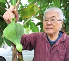 「カラスも食べないので落ちた実が庭にごろごろ」国内では八重山諸島のみ自生、ゴバンノアシが実る　石垣市