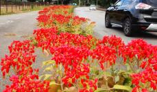 鮮やかな朱色の花、県道37号沿いを彩る　沖縄・うるま市