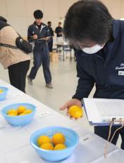 酸っぱ過ぎず食べやすい　沖縄やんばる産レモン、名護市で初の品評会　金城久男さん最優秀賞