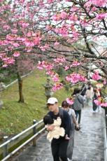 「春を告げるイベント」名護さくら祭り開幕　多くの人々でにぎわう