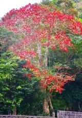 まるで紅葉！ 赤く色づくクロガネモチの実「今年に入って一気に」　沖縄・大宜味村