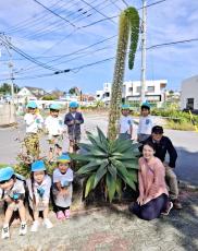 咲くのは1度だけ　名護市でメキシコ原産の花　地域で話題に「ゾウさんの鼻みたい」