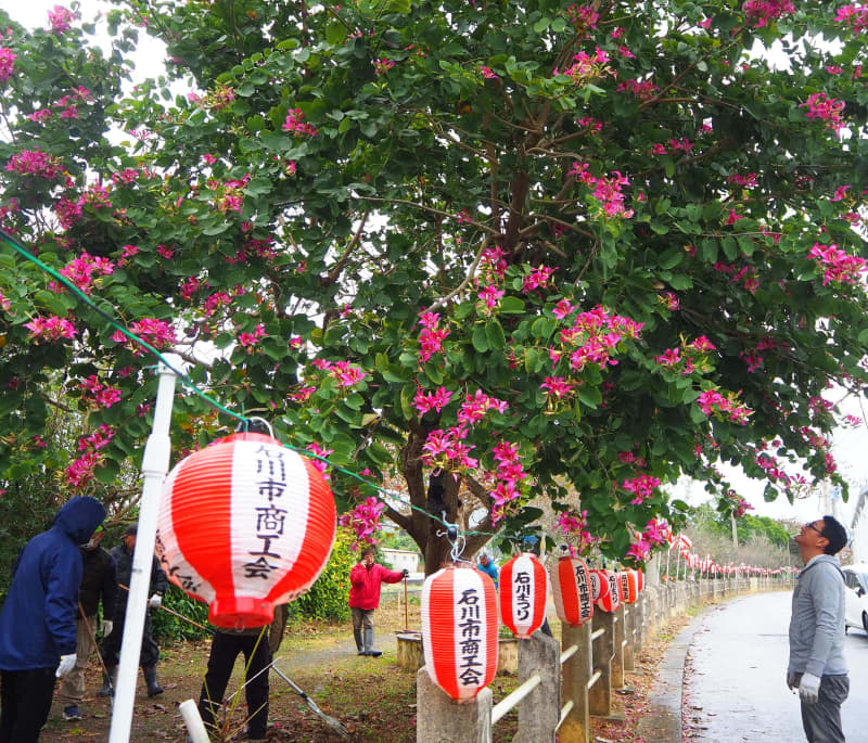 桜や梅の花を見ながらフリマで買い物　40店舗超が出店　あす2月2日、うるま市石川で開催