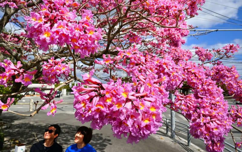 春の始まり「立春」 ピンク色のイペー、鮮やか満開 沖縄・うるま市