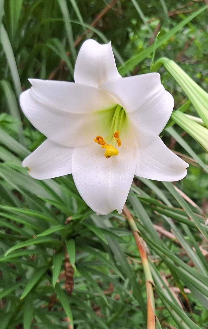 ラッパのような形の白い花 テッポウユリが開花 沖縄・名護市安部の通称