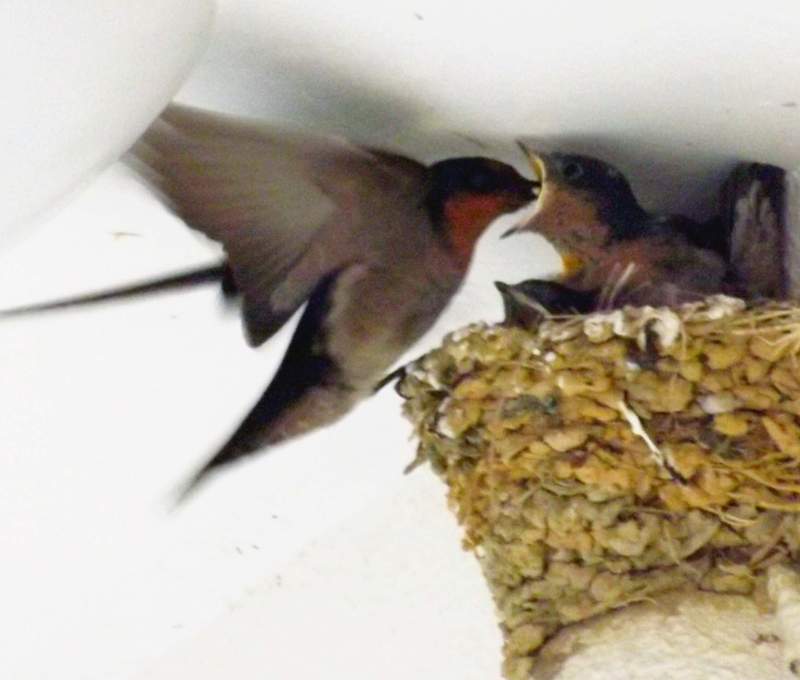 お口あーん リュウキュウツバメ、子育て奮闘中 名護市の呉我公民館で