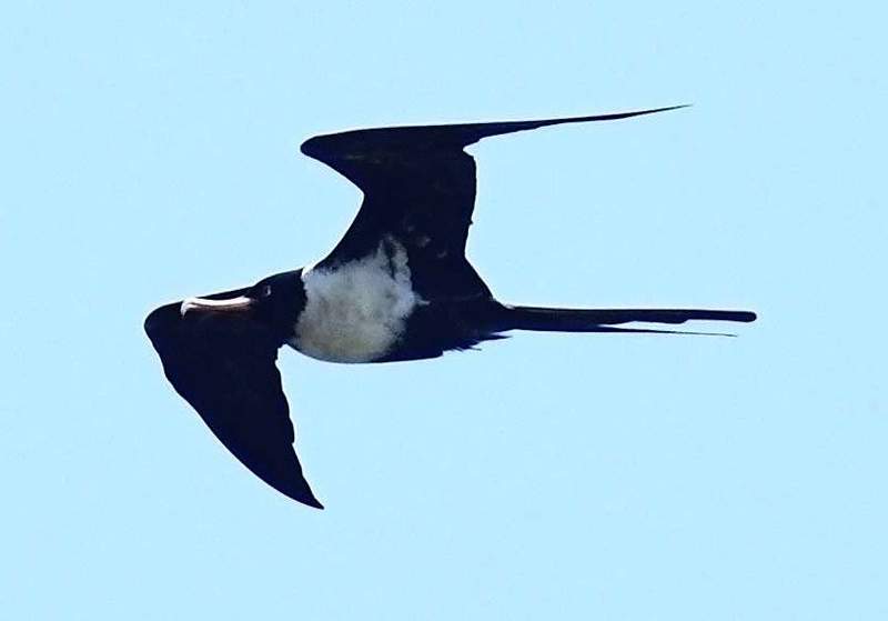 目を疑いました」 迷鳥コグンカンドリ21羽の群れ 国内最多飛来数か
