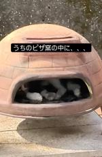 “かまど猫”？ ピザ窯でくつろぐ地域猫の動画が420万回再生「ジャストフィット」「良い隠れ家見つけましたね」