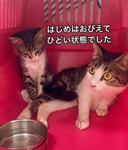 悪質ブリーダーに多頭飼育崩壊…、知らなかった保護猫の世界「救うためには『お金、人、場所』が必要」