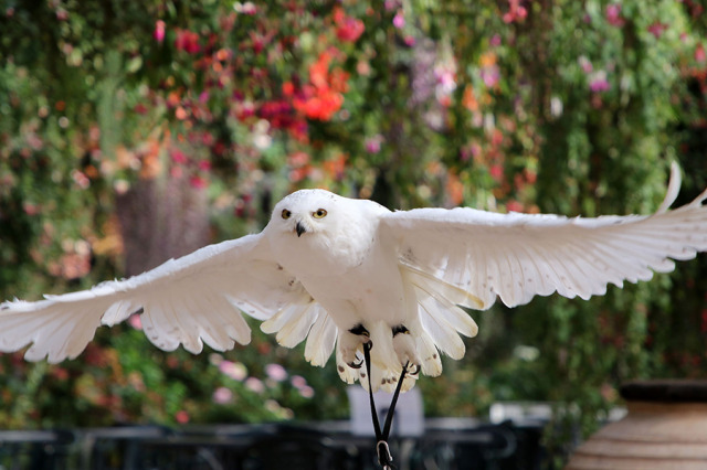 「富士花鳥園」が休園へ、30年の歴史に来年1・13で「中締め」「新しい形を模索」【発表全文】ファン悲しみ＆エール