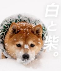 『おしん』みたい…降りしきる雪の中、柴犬を抱き上げた姿に166.2万表示「味のある表情」「童話のひとコマのよう」