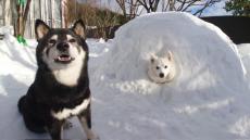 モフモフ犬2匹の“全力”雪遊び、白黒コンビのはしゃぎっぷりに「笑った」「刺さってる～」