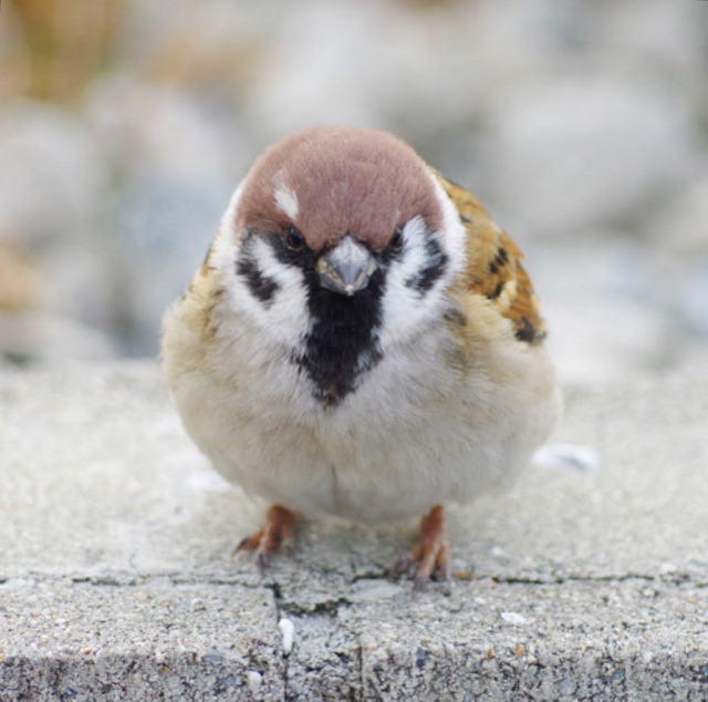 「えっ!? 飛ばないのwww」スズメの全力疾走する姿に209万表示「どこいくの？」「飛ばない選択」