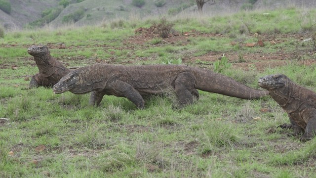 コモドオオトカゲに危機、数ヶ月で見られなくなる可能性　ピンクに染まるビーチ、水浴びを手伝えるゾウも…特番放送