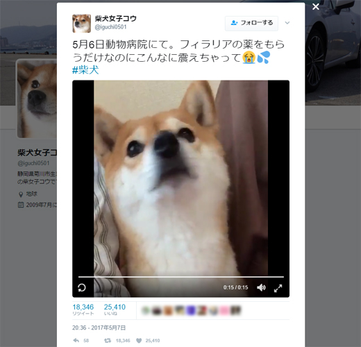 病院こわい お薬貰うだけなのに ぶるぶる震える柴犬が可愛すぎる 記事詳細 Infoseekニュース