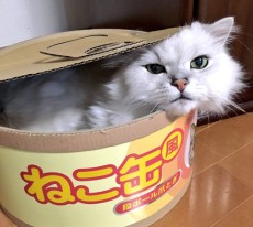 巨大な缶詰に入っていたのは……。ネコ缶に入っているネコさん！