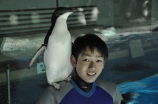 恋するペンギン？名古屋港水族館のアデリーペンギン　飼育員に構ってほしくて「肩のり」の技習得