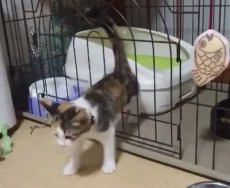 【衝撃映像！】ケージをすり抜けてしまう子猫の脱出劇に驚愕！！