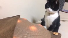 マッサージ器vsにゃんこ！　中身の動きにびっくりな猫ちゃんが話題