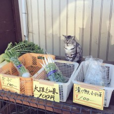 農家の無人販売が有猫販売に。猫店員さんのオススメ野菜はコチラ！