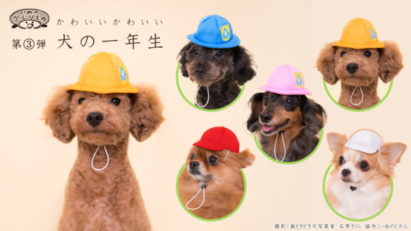 Amazon.co.jp: 猫 着ぐるみ