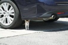 猫が車に入り込むトラブル知ってる？乗車の前には必ず「ボンネットパンパン」
