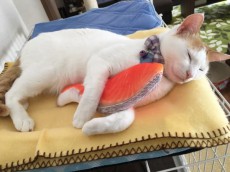 どんな夢を見ているのかな？鮭の切り身大好きな猫ちゃんの寝姿が超キュート