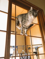 全日本障子枠クライミング大会猫の部？絶妙な運動神経に「メダル狙えるレベル」