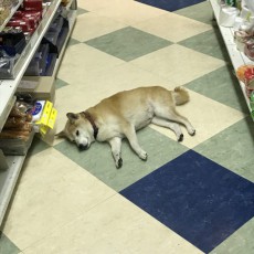 柴犬が床に落ちまくってる文具店が話題　スヤァな寝顔に常連になりたい人続出