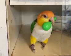 マラカスさばきがハンパない！シロハラインコの琴音ちゃんの動画に注目集まる