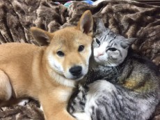 犬と猫を一緒に飼って喧嘩しないんですか？に対する回答に思わず癒やされる